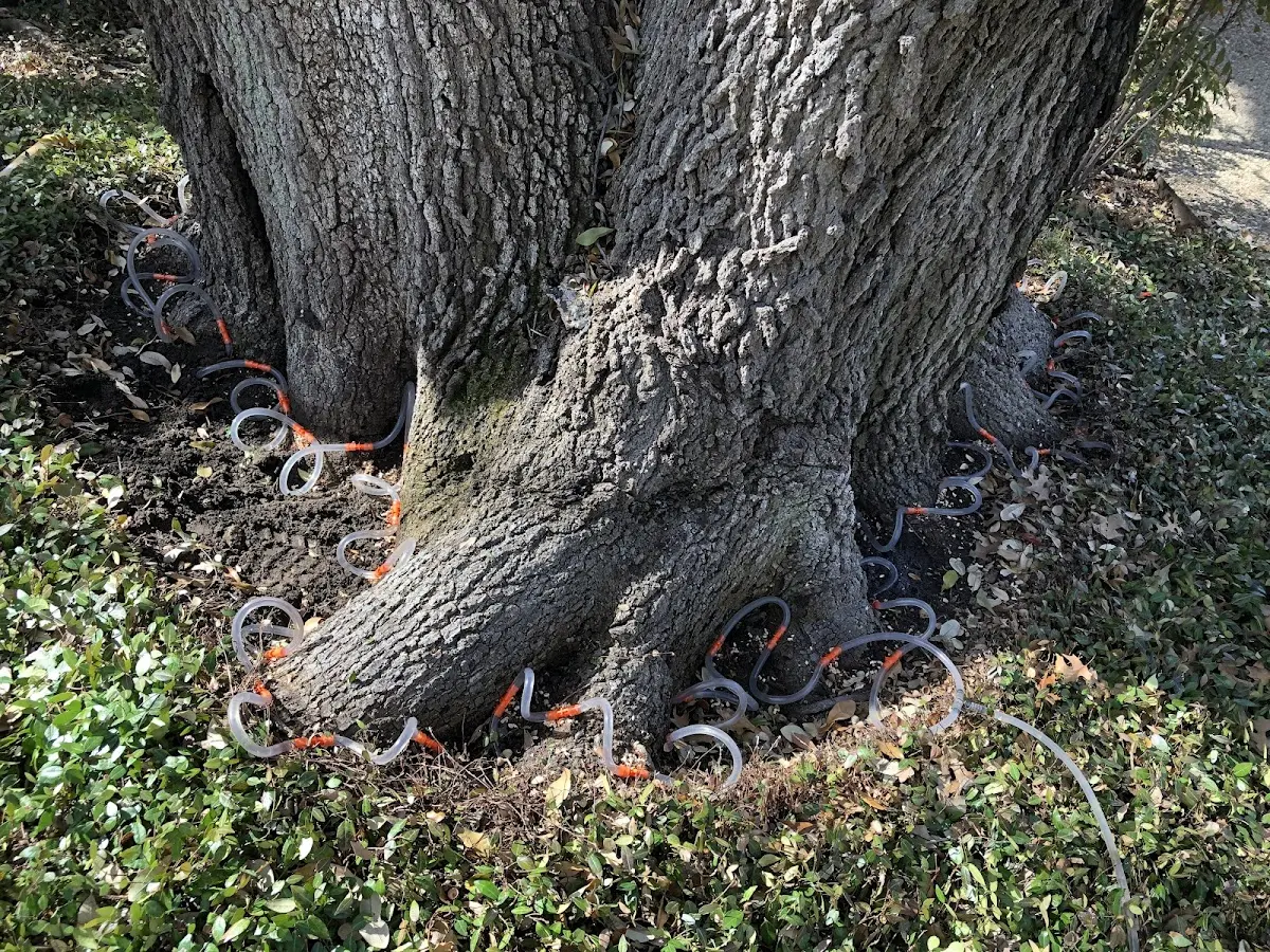 Detailed Tree Cabling and Bracing job site in Willsboro